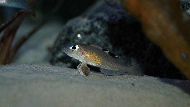 Lamprologus kungweensis